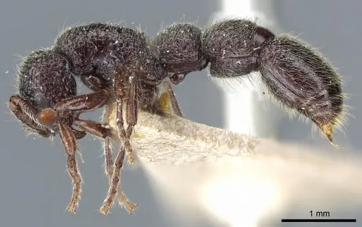 Parasyscia dohertyi - CASENT0903775