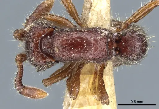 Parasyscia dohertyi - CASENT0903776