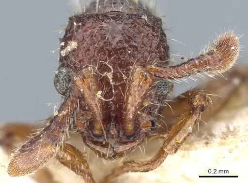 Parasyscia dohertyi - CASENT0903776