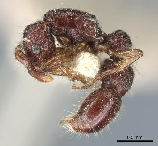 Parasyscia dohertyi - CASENT0903776