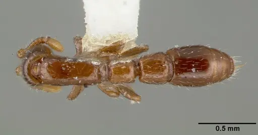 Parasyscia dominula specimen