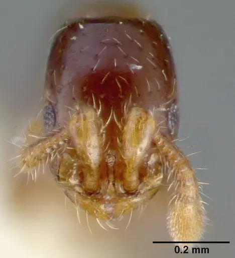 Parasyscia dominula specimen