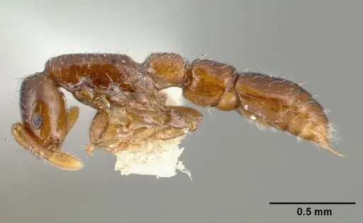 Parasyscia dominula specimen