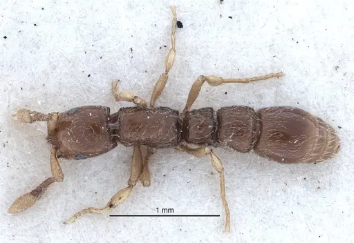 Parasyscia faurei specimen