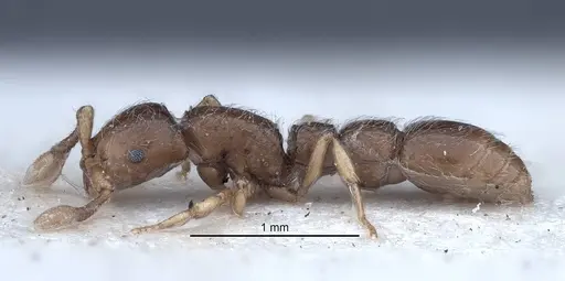 Parasyscia faurei specimen