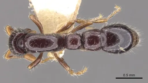 Parasyscia flavaclavata specimen