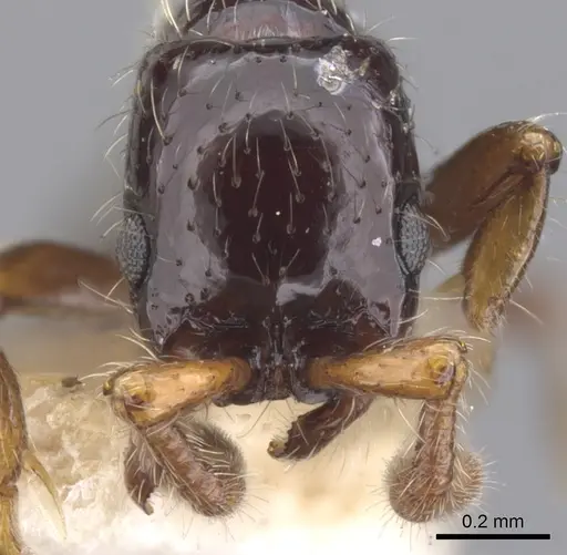 Parasyscia flavaclavata specimen