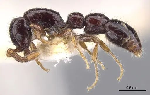 Parasyscia flavaclavata specimen