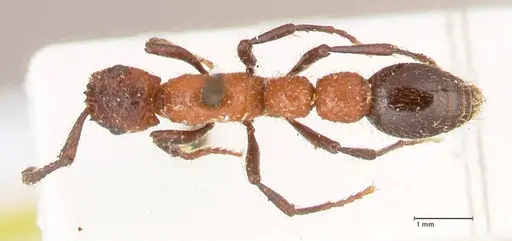 Parasyscia fossulata specimen