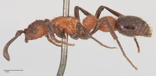 Parasyscia fossulata specimen