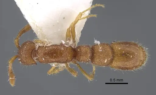 Parasyscia foveolata specimen