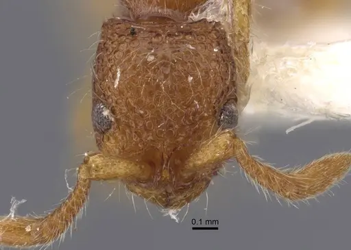 Parasyscia foveolata specimen