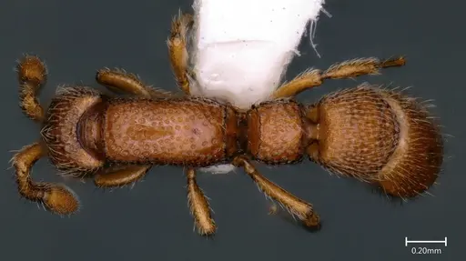 Parasyscia ganeshaiahi specimen