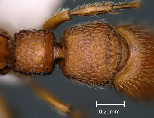 Parasyscia ganeshaiahi specimen
