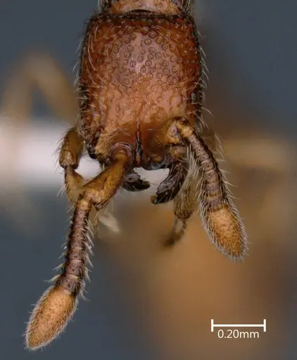 Parasyscia ganeshaiahi specimen