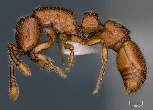 Parasyscia ganeshaiahi - NBAIRHYM-FOR1721-1