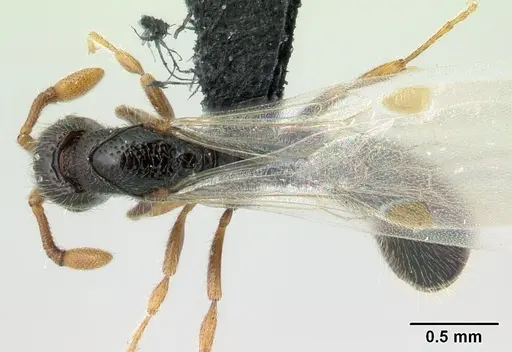 Parasyscia imerinensis specimen