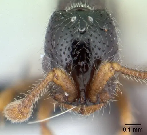 Parasyscia imerinensis specimen