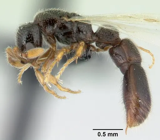 Parasyscia imerinensis specimen