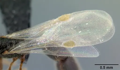 Parasyscia imerinensis - CASENT0097099