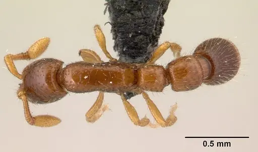 Parasyscia imerinensis - CASENT0492142