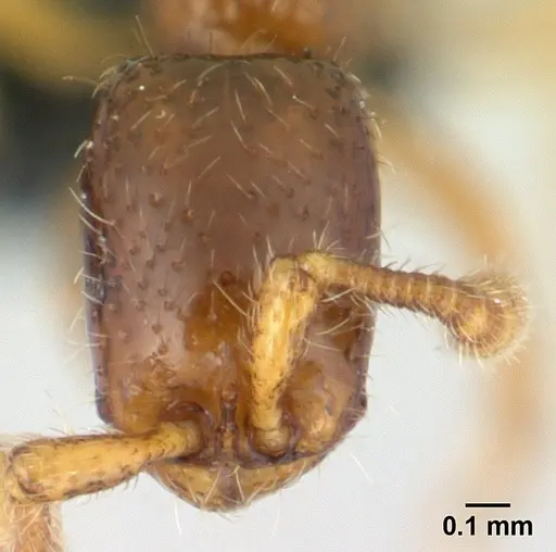 Parasyscia imerinensis - CASENT0492142