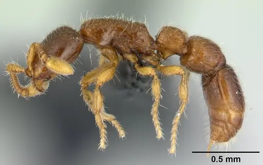 Parasyscia imerinensis - CASENT0492142