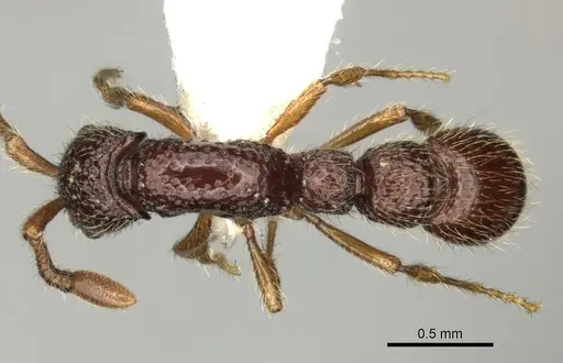 Parasyscia inconspicua specimen