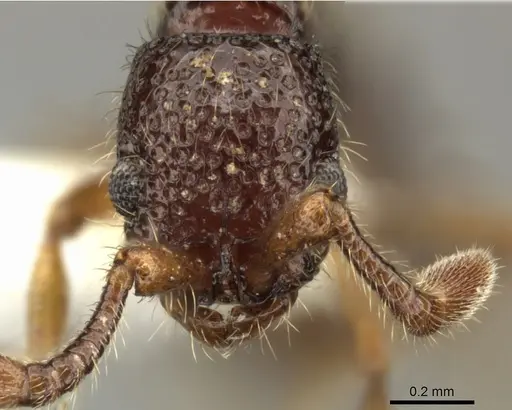 Parasyscia inconspicua specimen