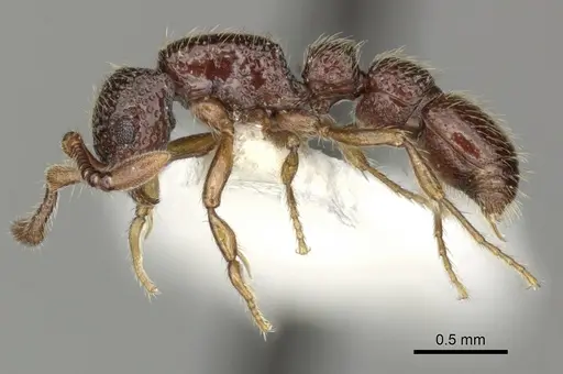 Parasyscia inconspicua specimen