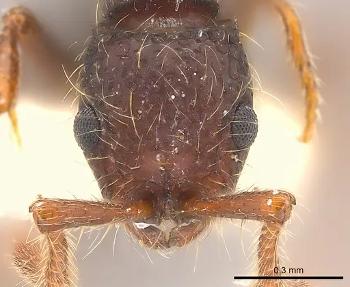 Parasyscia indica specimen