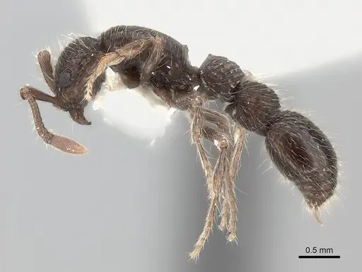 Parasyscia indica specimen