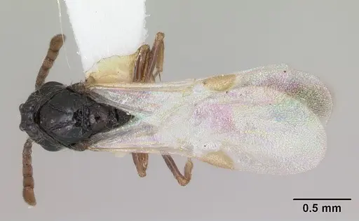 Parasyscia kenyensis specimen