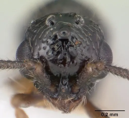 Parasyscia kenyensis specimen