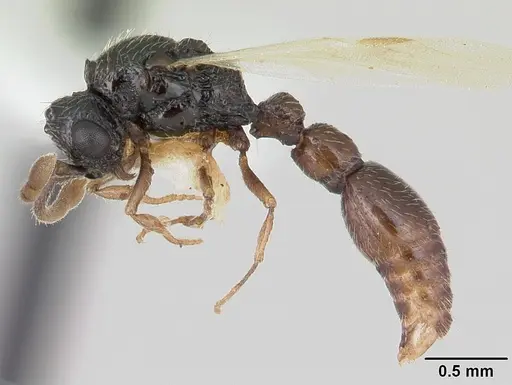 Parasyscia kenyensis specimen