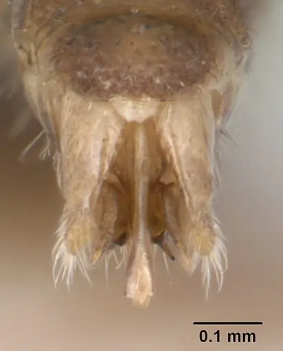 Parasyscia kenyensis - CASENT0178205