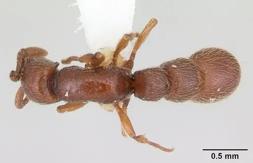 Parasyscia kenyensis - CASENT0178206
