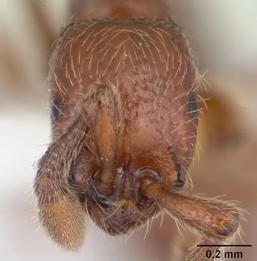 Parasyscia kenyensis - CASENT0178206