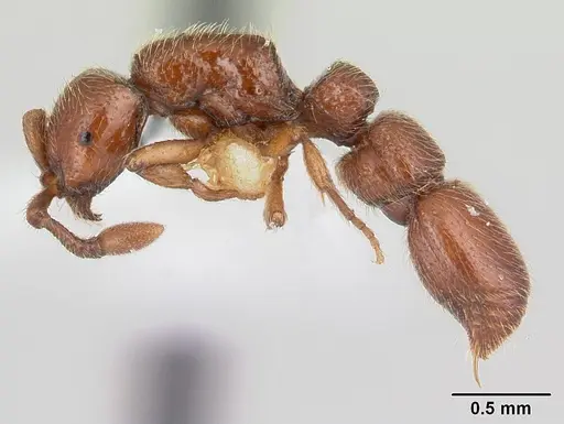 Parasyscia kenyensis - CASENT0178206