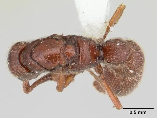 Parasyscia kenyensis - CASENT0178207