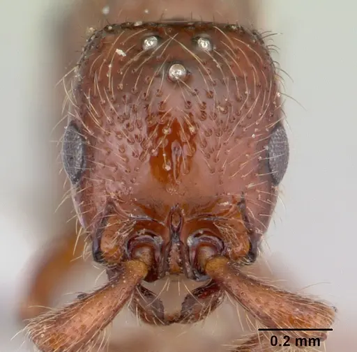 Parasyscia kenyensis - CASENT0178207