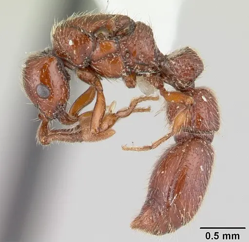 Parasyscia kenyensis - CASENT0178207