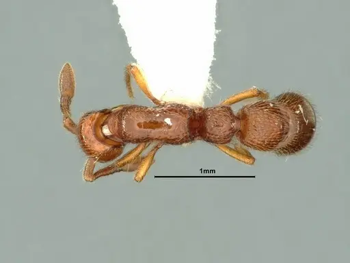 Parasyscia kenyensis - CASENT0883443