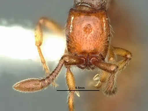 Parasyscia kenyensis - CASENT0883443