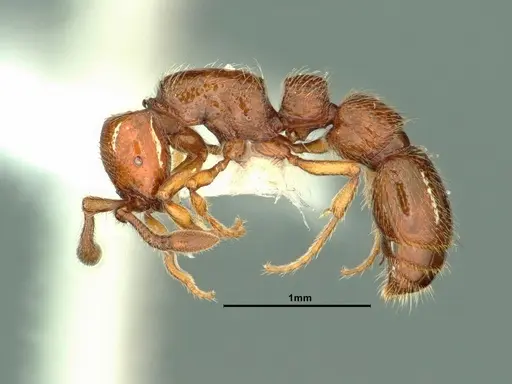 Parasyscia kenyensis - CASENT0883443