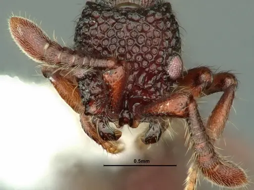 Parasyscia kodecorum specimen