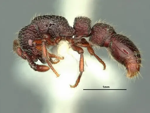 Parasyscia kodecorum specimen