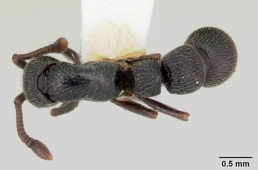 Parasyscia lamborni specimen