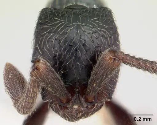 Parasyscia lamborni specimen