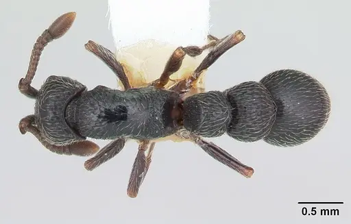 Parasyscia lamborni - CASENT0178246